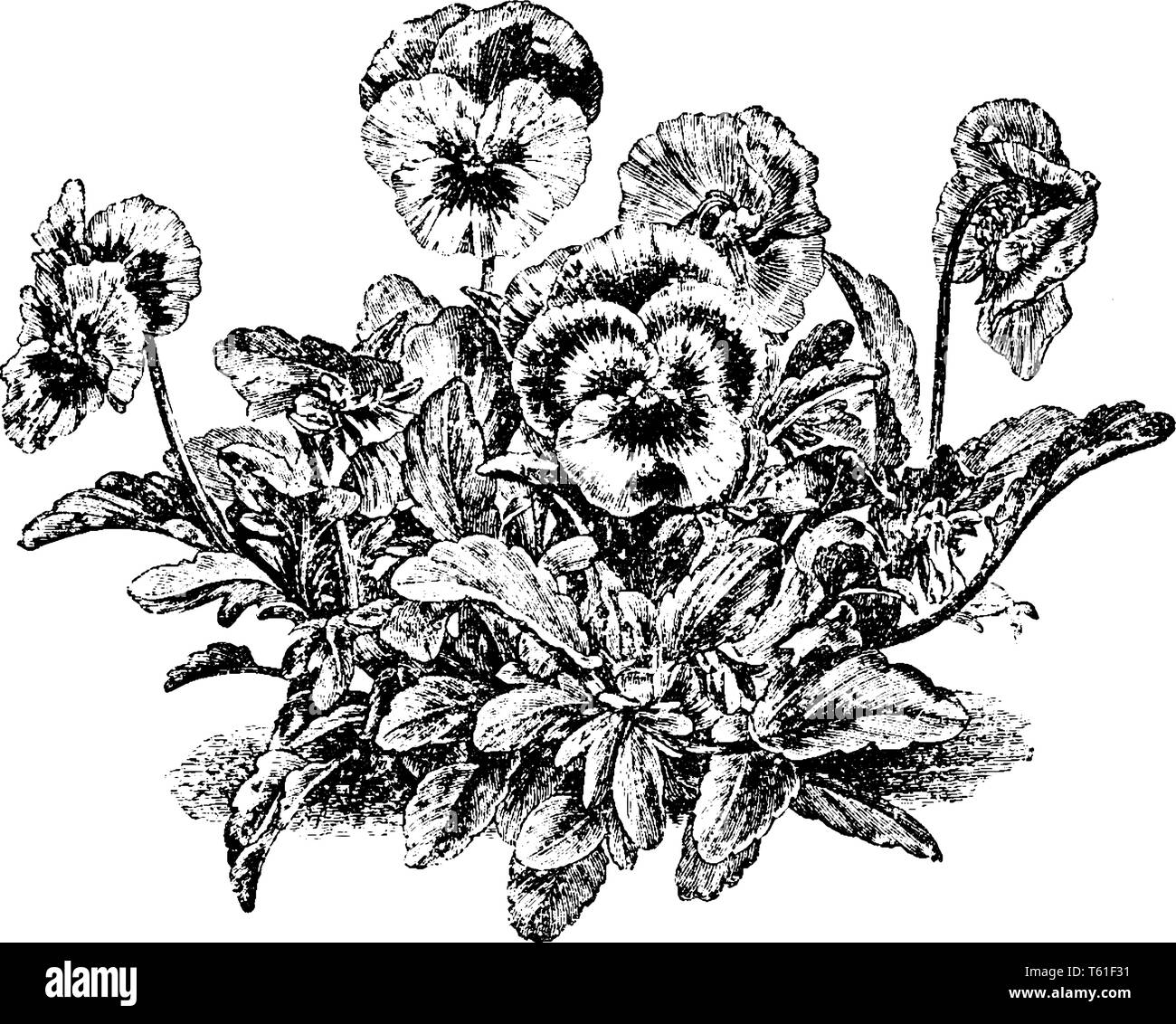 Une photo montrant une pansy. C'est de la famille des Asteraceae (anciennement Composeae). Ces pétales sont généralement blanc ou jaune, ou bleu violacé,. Il a des feuilles simples. Une plante g Illustration de Vecteur