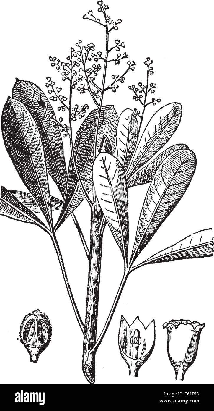 Caoutchouc élastique est une substance qui est obtenu par la coagulation le jus laiteux de plantes tropicales (comme des genres Hevea et Ficus) et est prepar Illustration de Vecteur