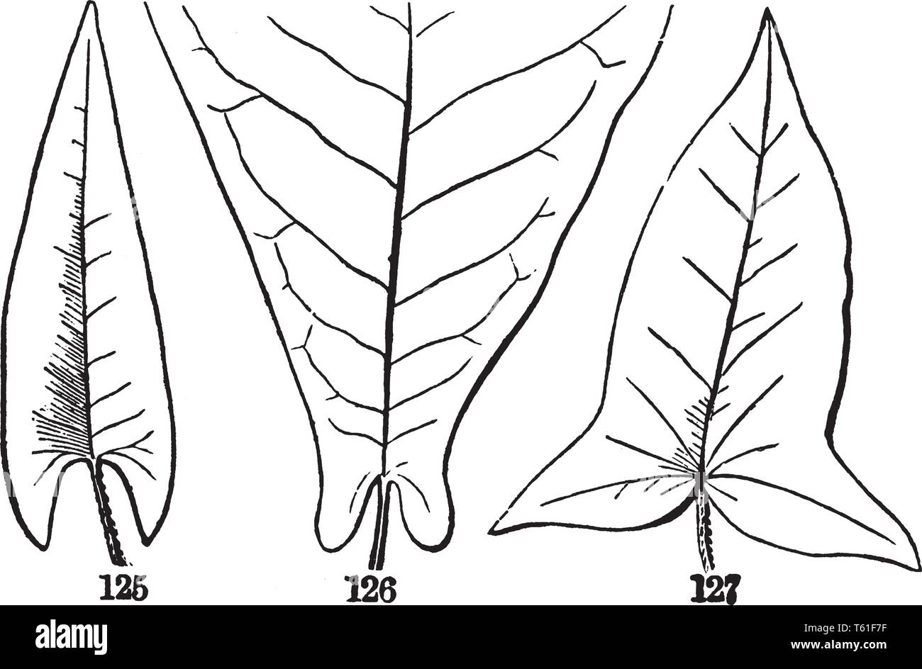 C'est en drapeau-feuilles nervurées. Dans cette photo est la première feuille sagittée, deuxième et troisième, auriculées est est en forme de hallebarde, vintage dessin ou e Illustration de Vecteur