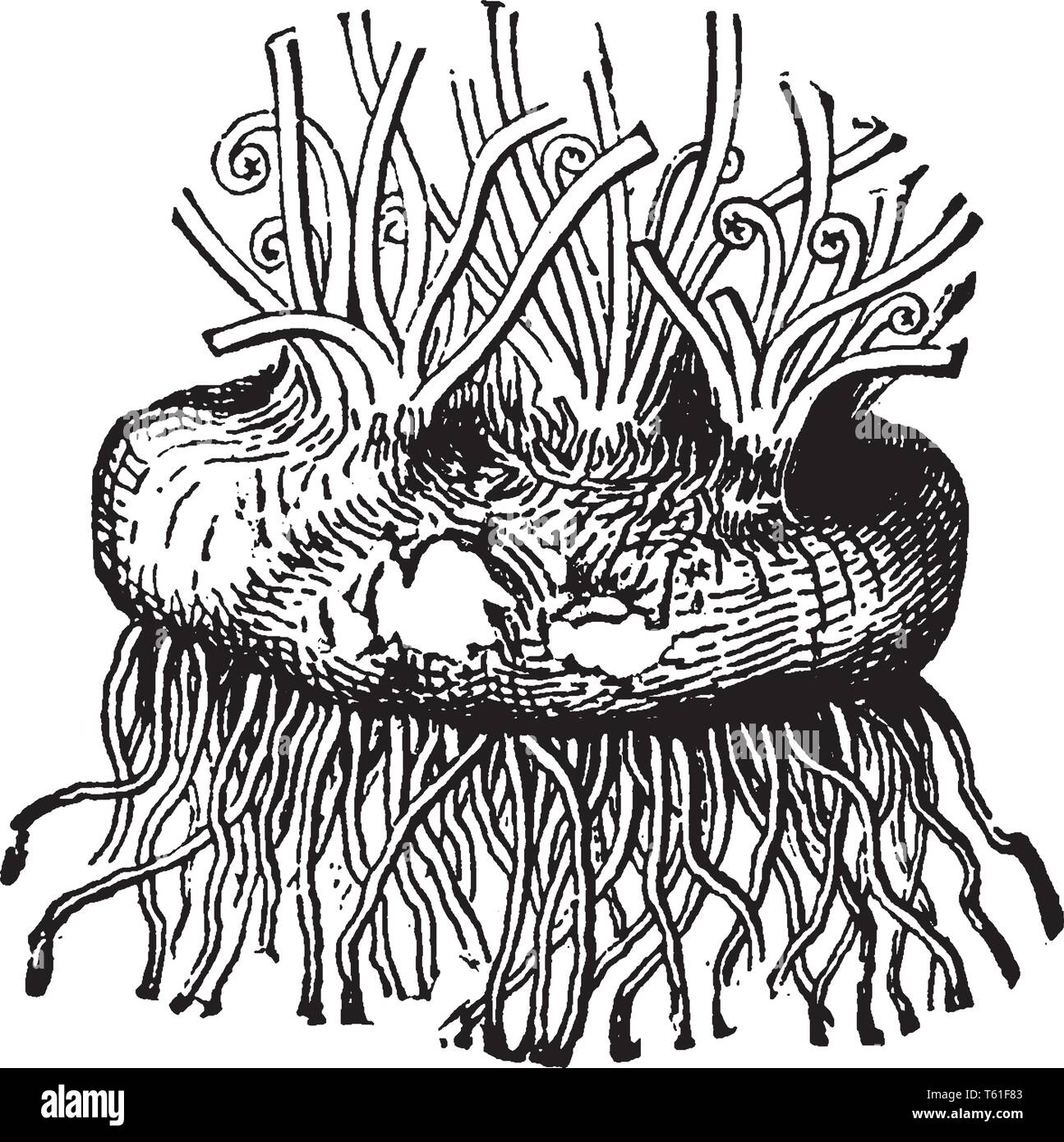 Corme de Cyclamen est un genre de plantes de l'Ancien Monde de la voyante a Ã la famille des fleurs penchées, vintage dessin ou gravure illustration. Illustration de Vecteur