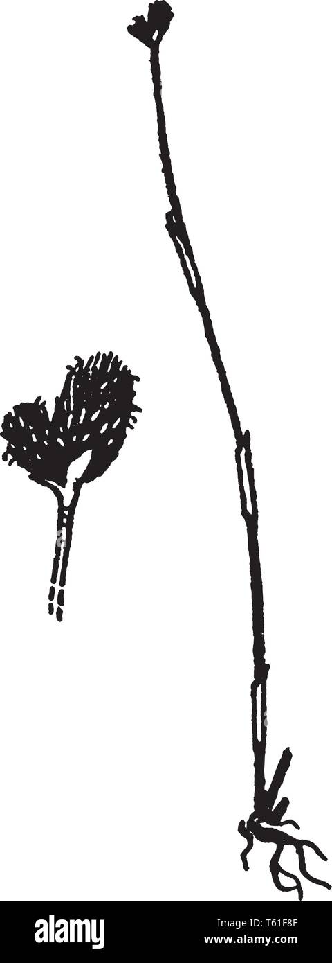 Cette plante est aussi connue sous le nom de herbe de parapluie. Cette espèce d'fuirena pousse en touffes isolées, et ne forme pas de colonies. Lake-rush se trouve dans les marais, Illustration de Vecteur