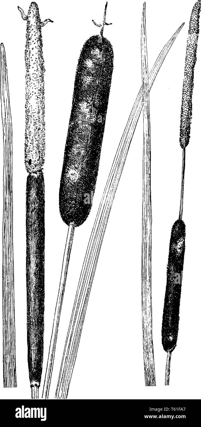 C'est image de Cat-Tails. On les trouve principalement dans les grands marais et sur le bord des étangs. Les feuilles comme une lame et élevé 3 à 10 pieds, vintage Illustration de Vecteur