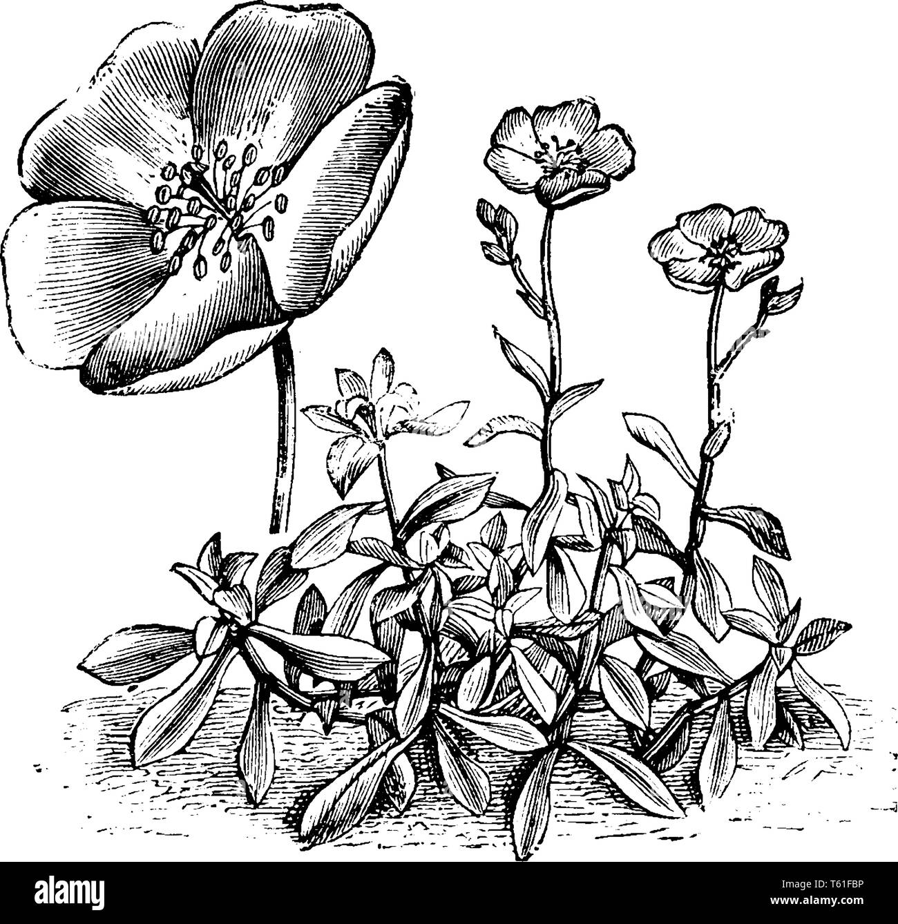 Calandrinia menziesii est une plante avec des fleurs pourpre-violet profond. Il dispose de cinq pétales rose foncé à rouge, vintage dessin ou gravure il Illustration de Vecteur
