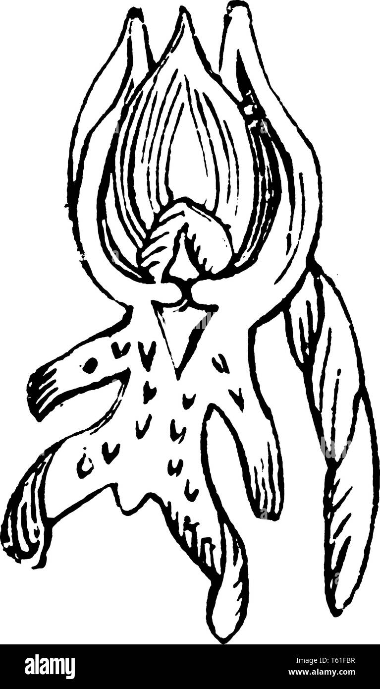 C'est fleurs orchis militaire connue sous le nom d'orchidée militaire. Il est en pleine croissance au printemps. Ceux-ci sont trouvés en Europe, vintage ou dessin de ligne fra Illustration de Vecteur