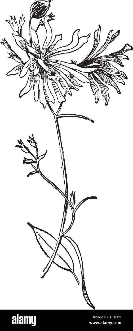 Il s'agit d'une image d'Soldanellaeflora Variété de Campanula rotundifolia. Cette plante a des fleurs semi-double bleu, vintage ou dessin de ligne fra Illustration de Vecteur