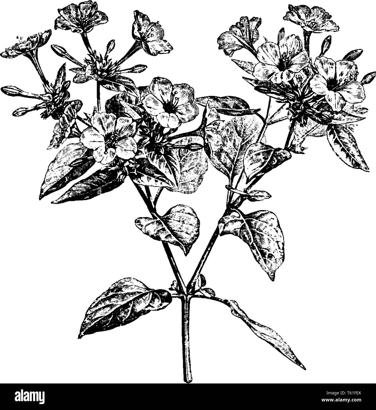 Une photo montre une branche et fleurs de Marvel du Pérou a également appelé comme Mirabilis Jalapa. Les fleurs sont de couleur blanche, jaune, pourpre, ou à rayures Illustration de Vecteur