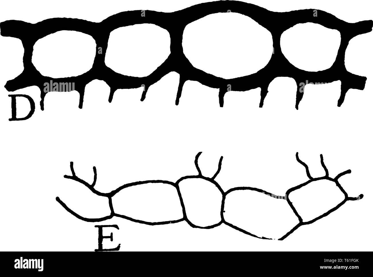 Une photo montrant épiderme supérieur supérieur et inférieur de la feuille d'Hibiscus moscheutos, vintage dessin ou gravure illustration. Illustration de Vecteur