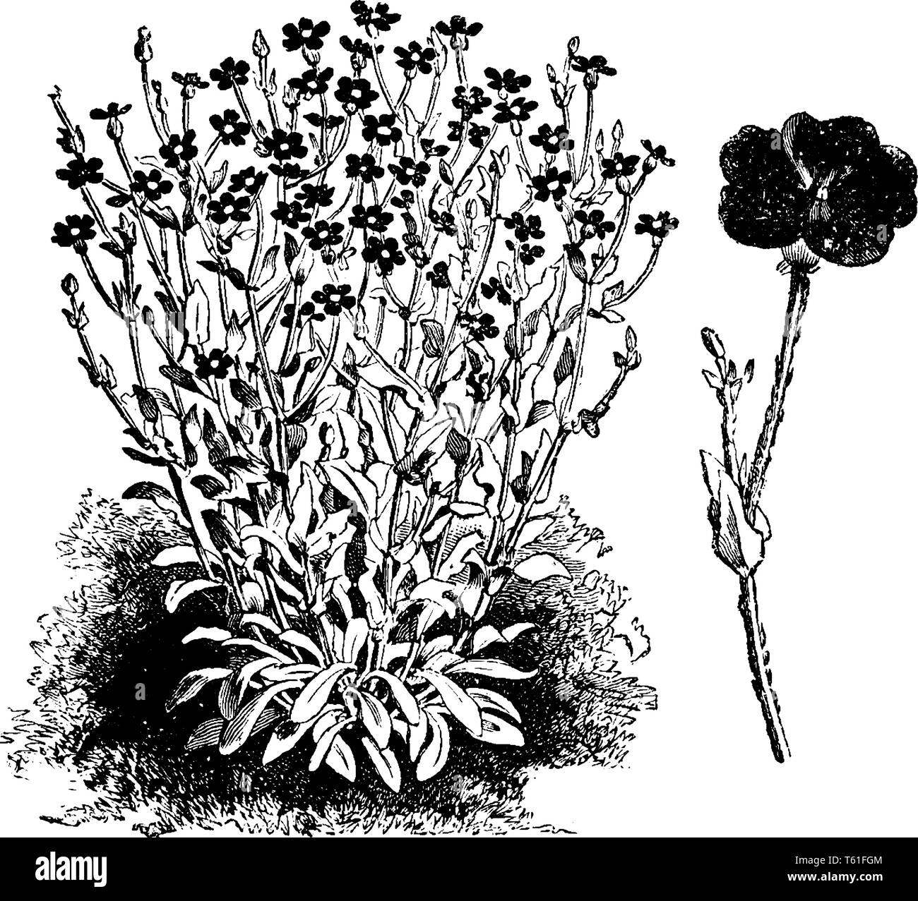 C'est une photo de fleurs d'agrostemma coronaria. Les fleurs sont de couleur blanche avec une croix rouge au milieu, vintage dessin ou gravure illustration. Illustration de Vecteur