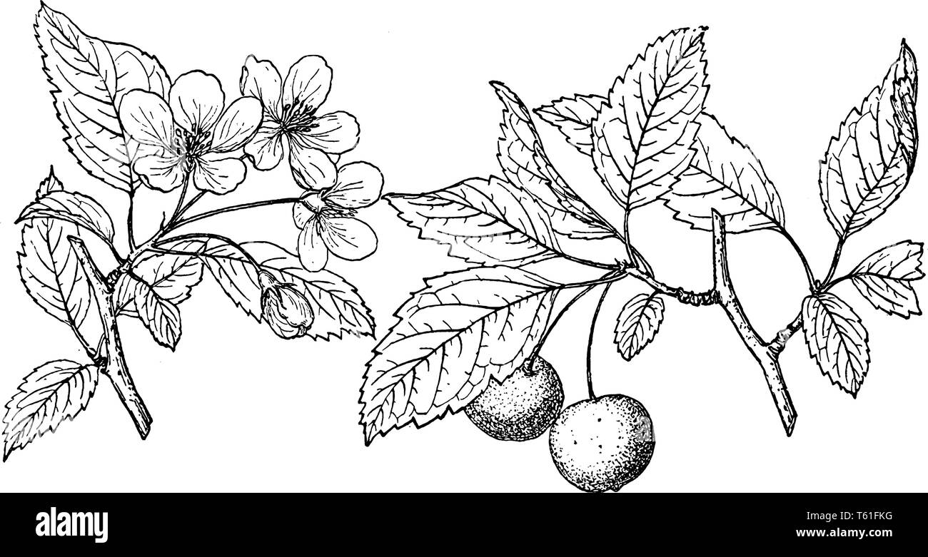Une photo montrant la direction du sud de pommetier qui est également connu sous le nom de Malus angustifolia et est indigène dans tout le sud-est des États-Unis, Illustration de Vecteur
