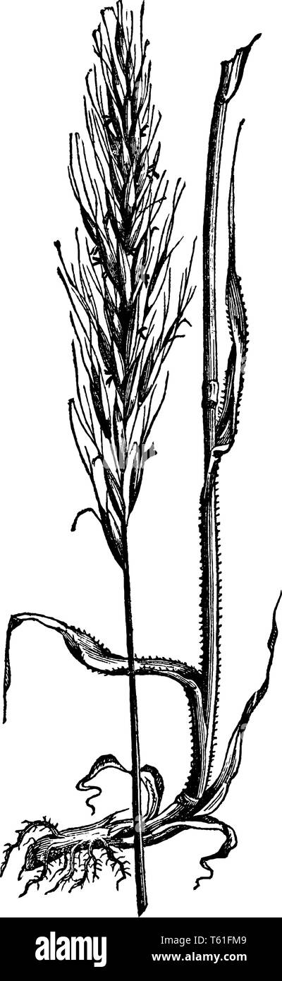Cette photo est une herbe avoine downy, les lames sont depuis longtemps et les deux côté est, les tiges épineuses est long et mince, petite racine et court, la ligne vintage drawin Illustration de Vecteur
