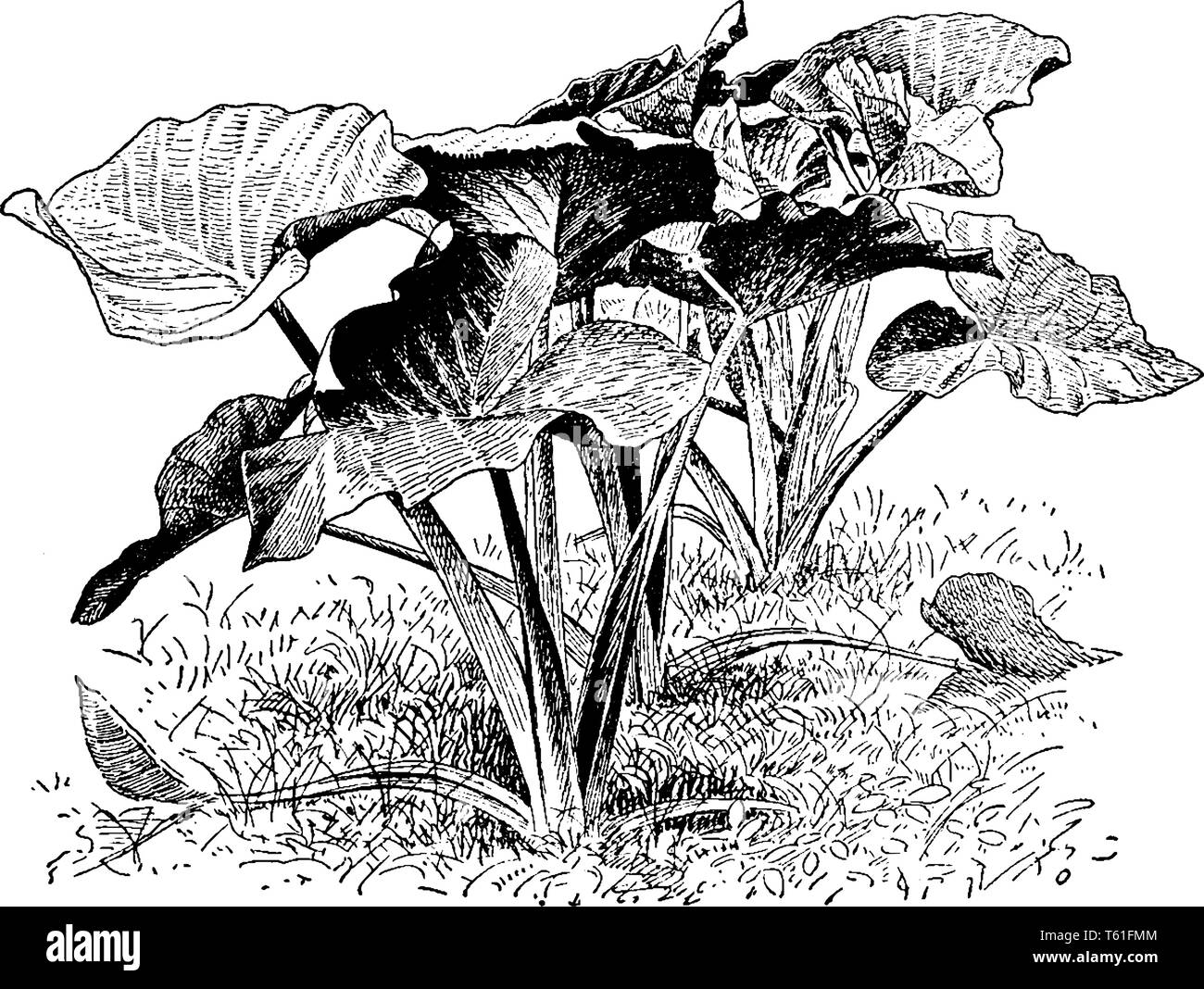 Une photo montrant l'usine de Xanthoceras Sagittifolium fleur. Cette plante est originaire du nord de la Chine, vintage dessin ou gravure illustratio Illustration de Vecteur