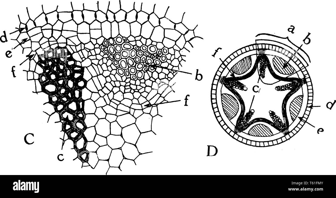 Cette image montrant un faisceau vasculaire radiale. Le diagramme C'est une partie de schéma vasculaire et d'image vasculaire est pleine, vintage ou dessin de ligne engravi Illustration de Vecteur