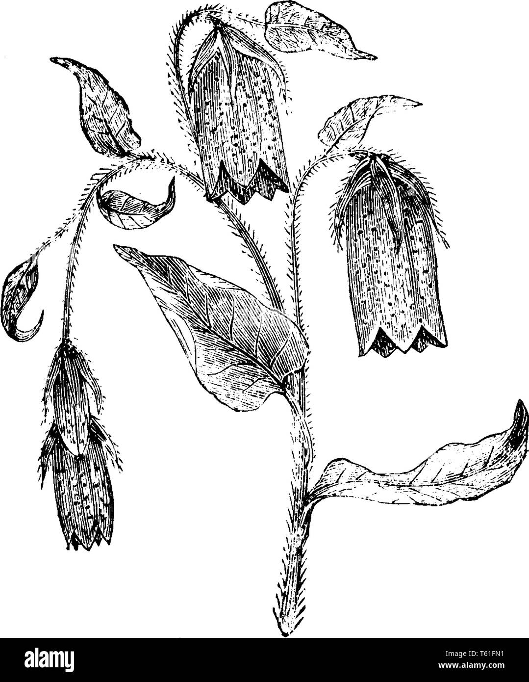 C'est une photo de la partie supérieure de la tige fleurie de Campanula Puncata. Ses fleurs, les tiges et les feuilles ont des poils sur elle. Les fleurs sont en forme de cloche. Je Illustration de Vecteur