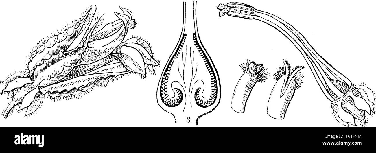 C'est image de sections de grand bleu Lobelia. Il a une fleur, cardinal bleu vintage dessin ou gravure illustration. Illustration de Vecteur