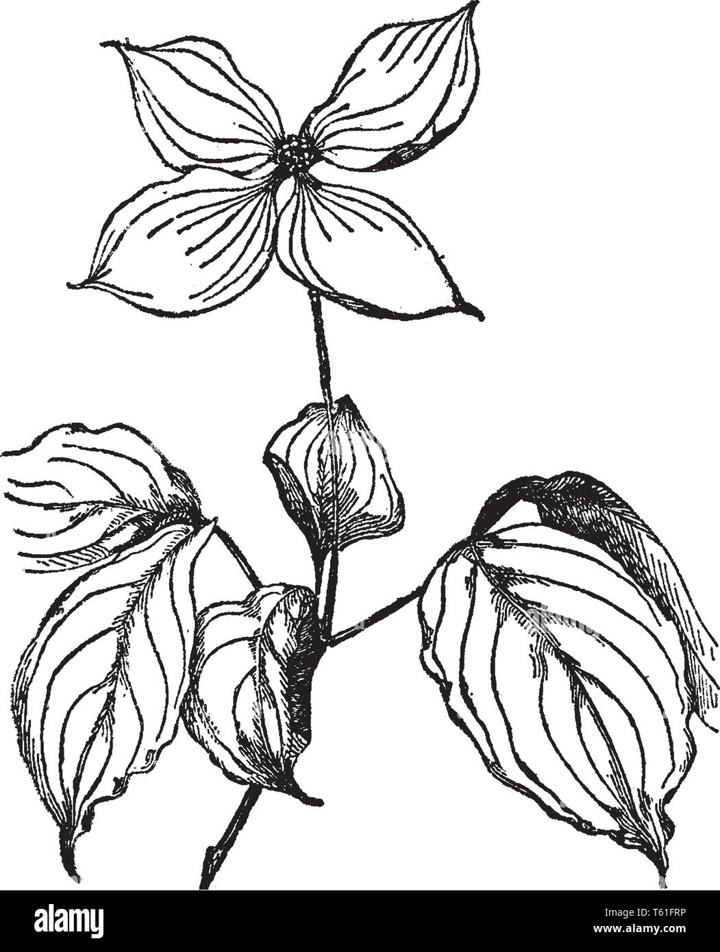 Une petite plante d'Asie, cultivée comme plante ornementale pour ses fleurs blanches voyantes. C'est cultiver à la fin du printemps ou au début de l'été et suivi par glo Illustration de Vecteur