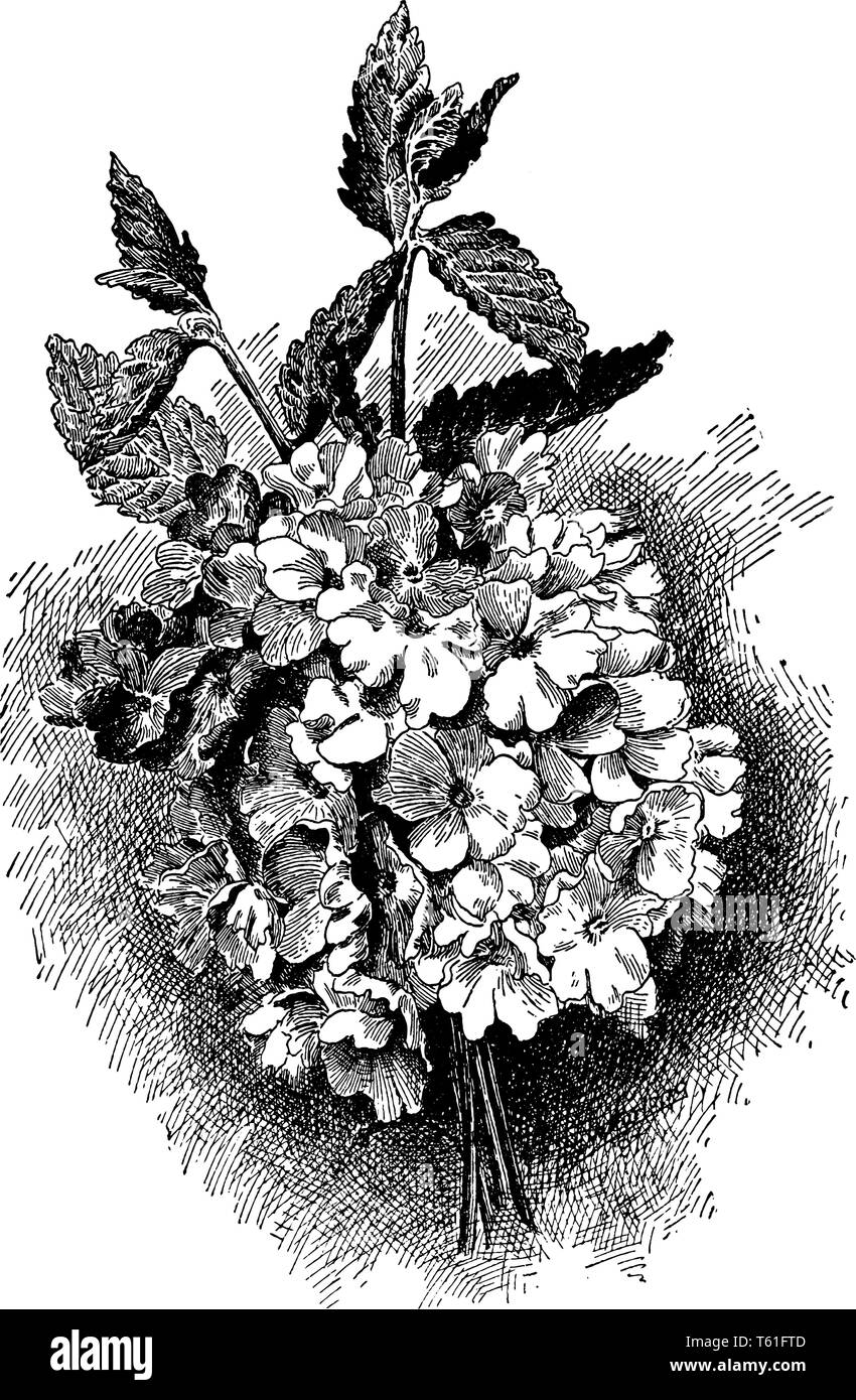 Verveine rose Banque d'images noir et blanc - Alamy