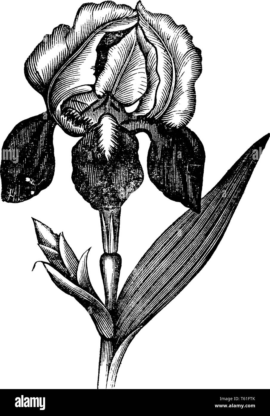 Fleurs poussent en forme typique et sépales retombant vers la base. Les feuilles et les bourgeons se développer à partir de la tige, noeud vintage dessin ou gravure illustr Illustration de Vecteur