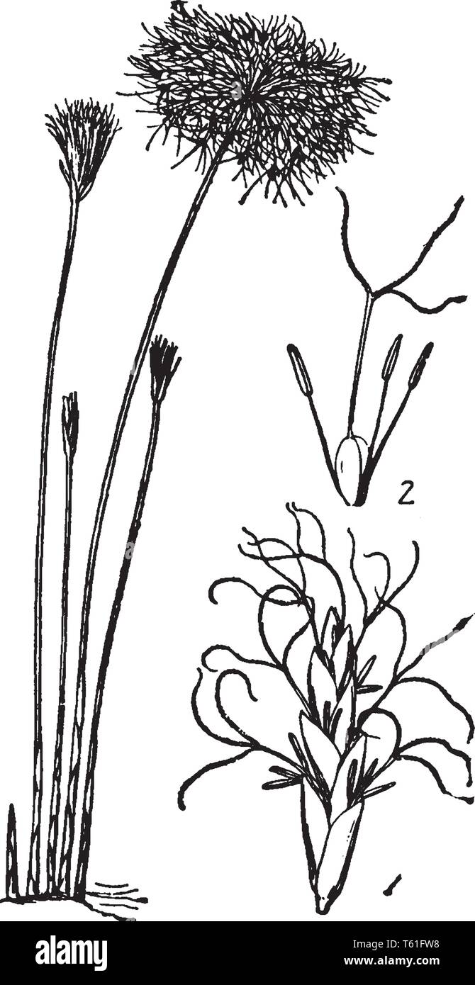 Les fleurs sont pollinisées par le vent et verdâtre ; ils sont produits en groupes parmi les feuilles apicales. Les graines et les tubercules sont un aliment important pour ma Illustration de Vecteur