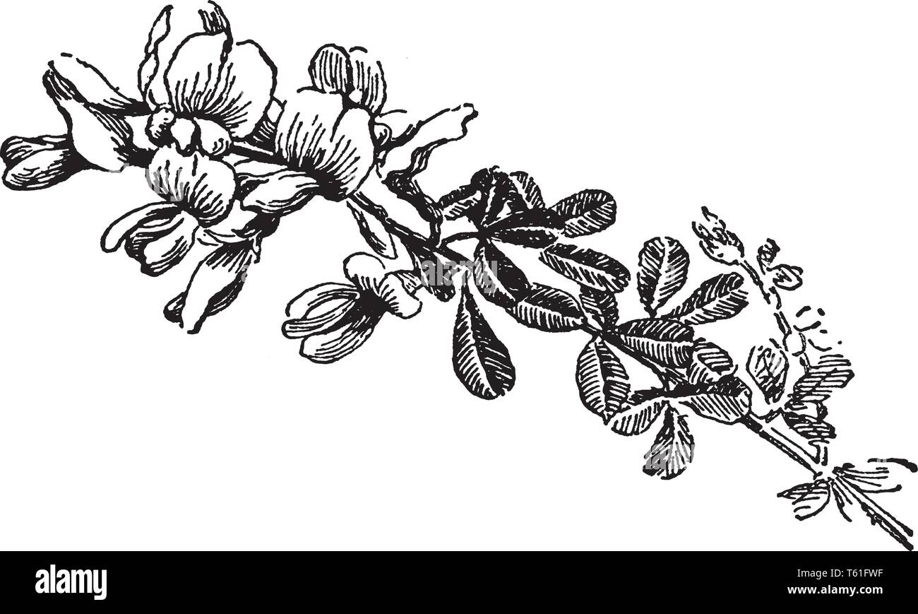 Le Cytisus canariensis est un grand arbuste à tiges vertes velues. Les feuilles sont composées de folioles ovales chacun jusqu'à de long et densément velues, vinta Illustration de Vecteur