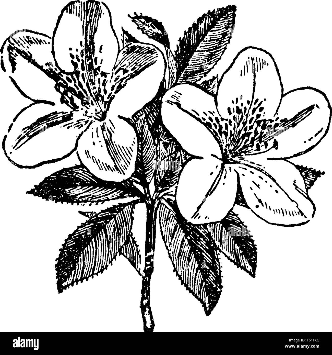 Azalea est un petit arbre, arbuste de fleur. Fleurs poussent une seule fleur par tige. Les feuilles sont au-dessous de la fleur, dessin de ligne vintage ou d'une gravure de mauvais Illustration de Vecteur