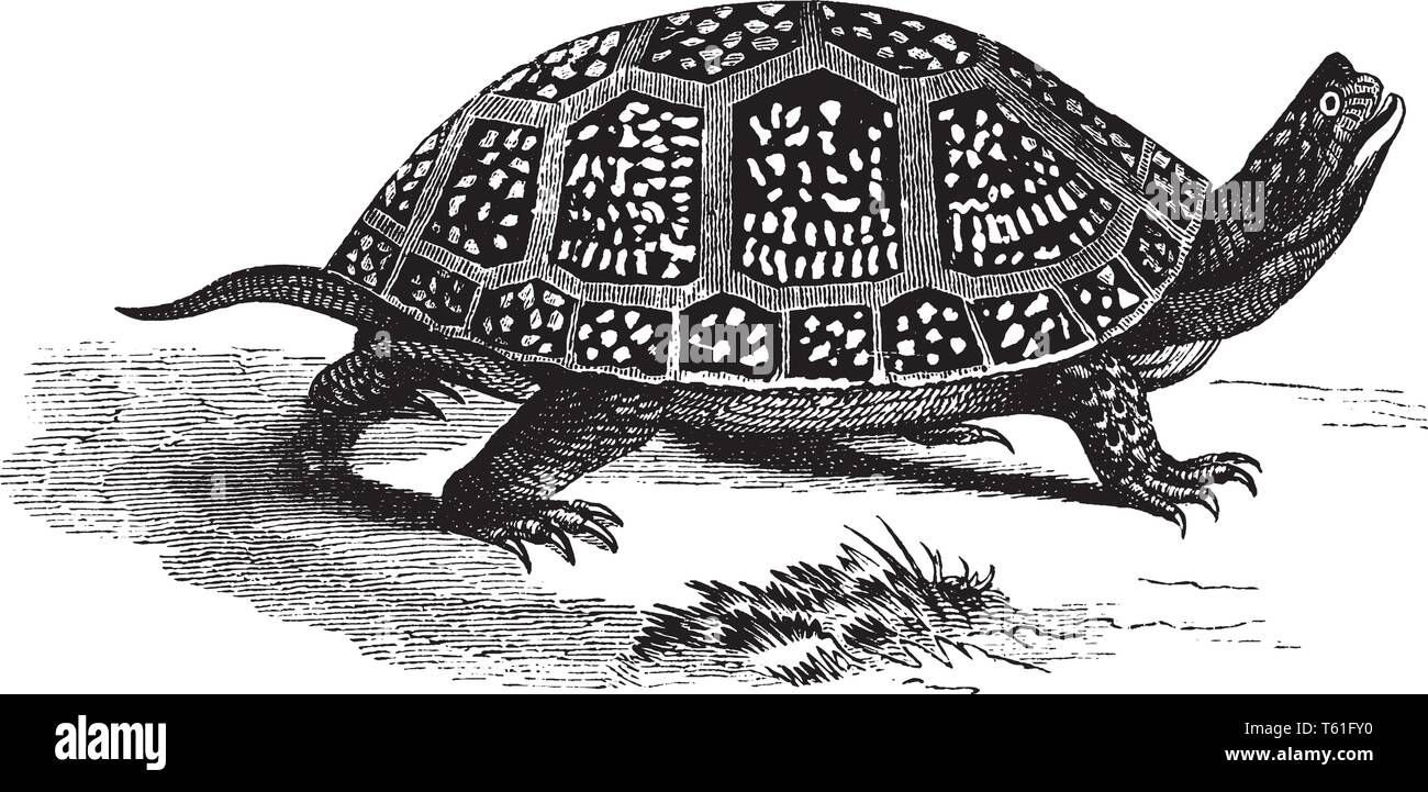 Tortue mouchetée fort est un semi aquatique de la famille des Émydidés et mesures à sept pouces de longueur à la shell, vintage ou dessin de ligne fra Illustration de Vecteur