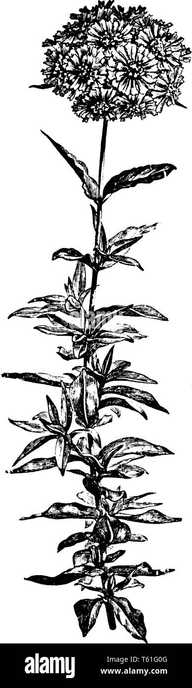 Il s'agit d'un rameau en fleurs de Lychnis Chalcedonica. Ses fleurs sont produites en grappes avec couleur rouge brillant. Les feuilles sont vert, simple ligne vintage Illustration de Vecteur