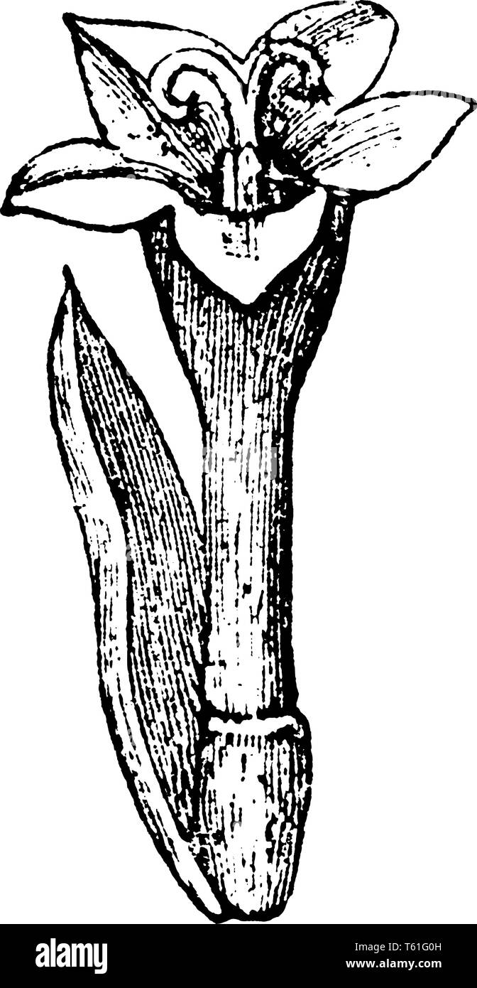C'est structure de la fleur. Partie centrale est couverte par sepal, partie inférieure est l'ovaire. L'anthère est supérieur est sous forme de cylindre, vintage ou dessin de ligne Illustration de Vecteur