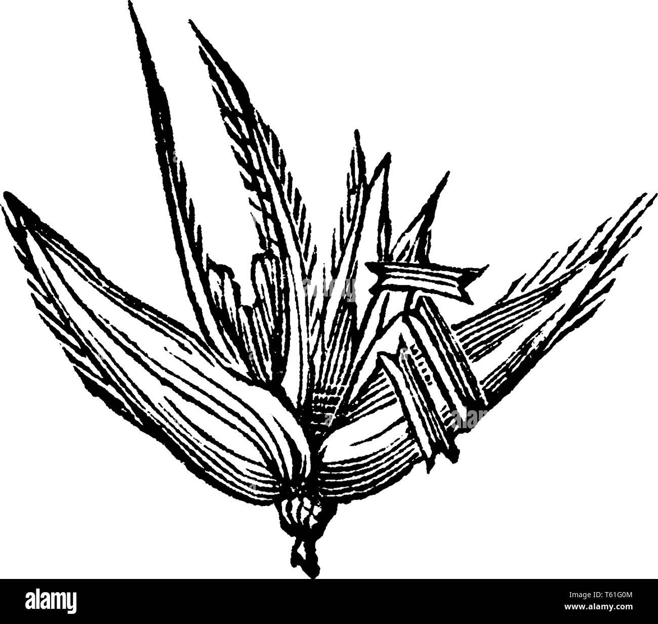 Le maïs est considérée dans ce cadre. Il semble que son bras, qui est entièrement préparé, vintage dessin ou gravure illustration. Illustration de Vecteur