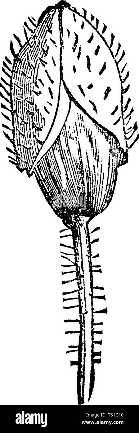 Une photo de Bud de plante à fleurs de pavot. Cette fleur sepal et pédicelle est poilue, vintage dessin ou gravure illustration. Illustration de Vecteur