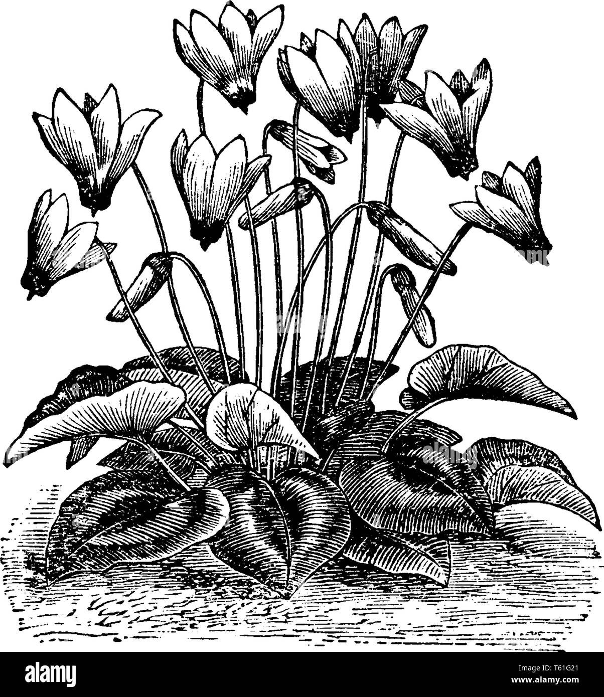 Le cyclamen est un genre de plantes à fleurs de la famille des Rosaceae. Ses fleurs sont blanches et rouges, vintage dessin ou gravure illustra Illustration de Vecteur