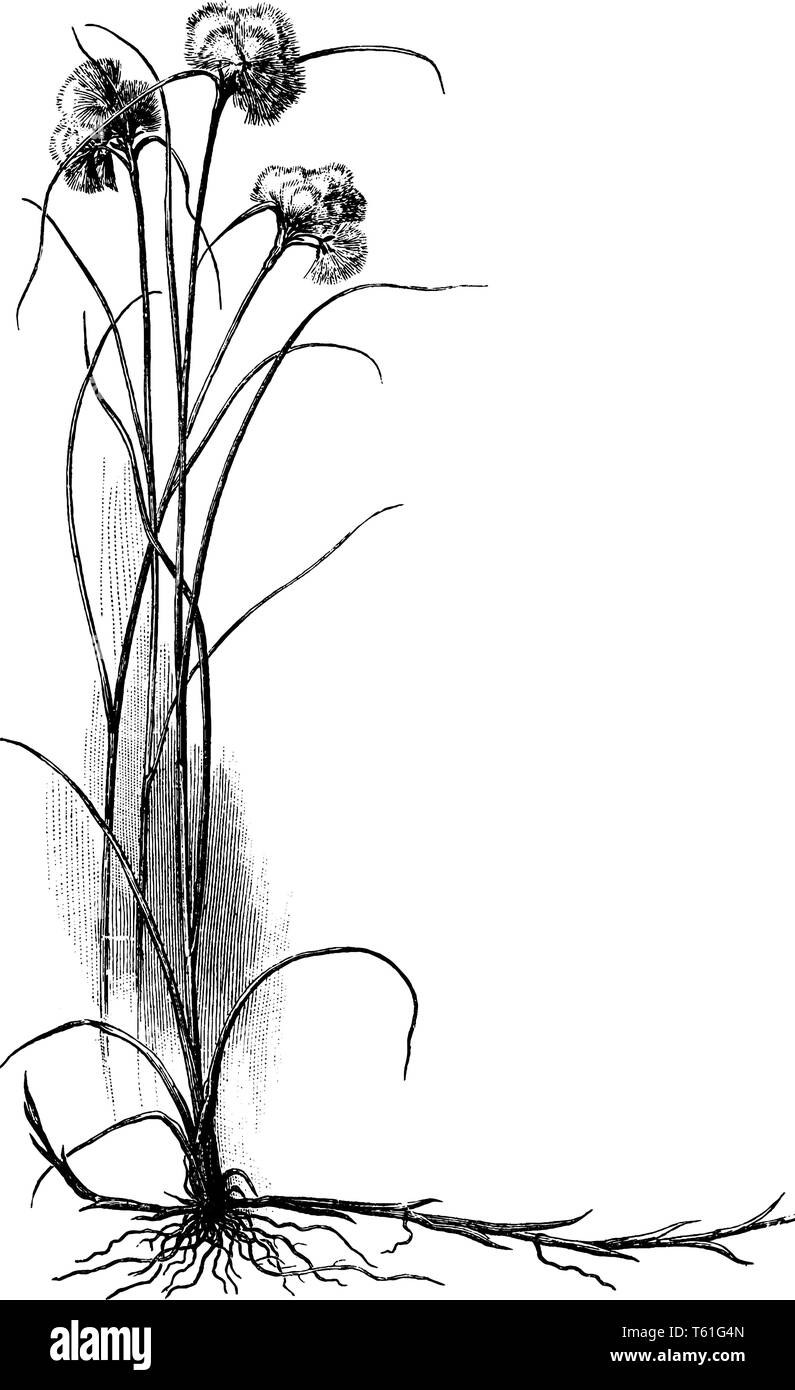 Il s'agit d'une usine de linaigrettes appartient à la famille des Cypéracées Cypéracées et originaire de l'Arctique, les parties tempérées et subarctiques de l'hémisphère Nord, vi Illustration de Vecteur