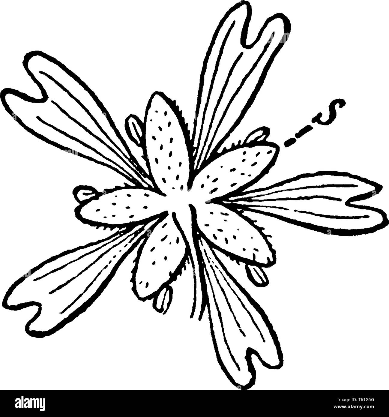 Le mouron des oiseaux est un signe de printemps plante annuelle. La floraison se produit de la mi-printemps au début de l'été, vintage dessin ou gravure illustration. Illustration de Vecteur