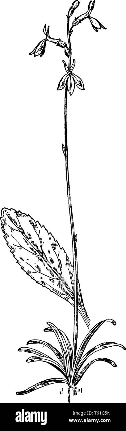 Lobelia Eau, également connu sous le nom de Lobelia dortmanna. Ses fleurs sont de couleur blanche à rose pâle ou bleu pâle avec cinq lobes, vintage ou dessin de ligne engra Illustration de Vecteur