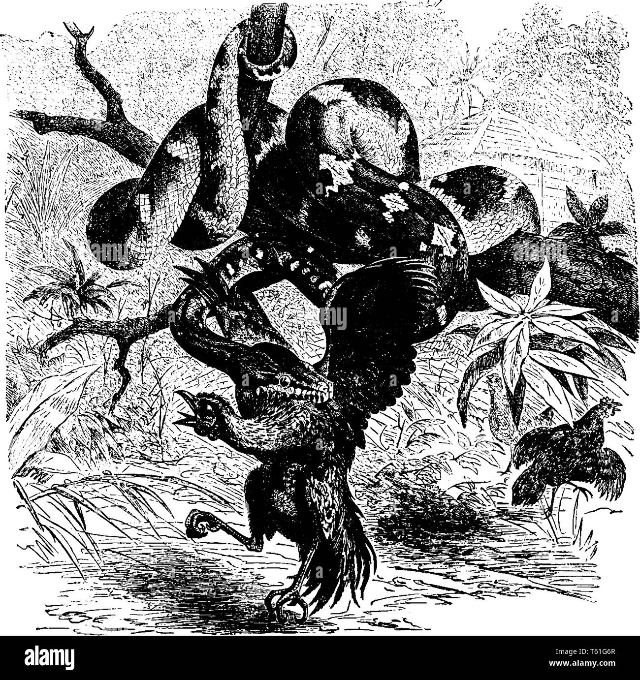 Emerald Tree Boa est une espèce de boa venimeux trouvés dans les forêts humides de l'Amérique du Sud, dessin de ligne vintage ou gravure illustration. Illustration de Vecteur