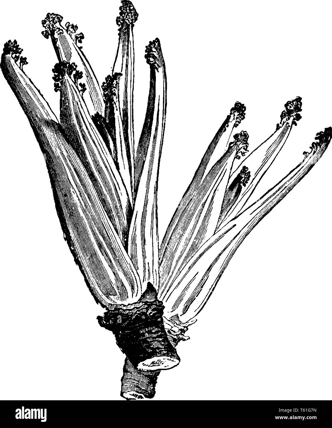 Cette photo montrant une mer kale. Il commence à se développer. Les feuilles sont coupantes et pointues. La tige est épaisse et courte, vintage dessin ou gravure illu Illustration de Vecteur