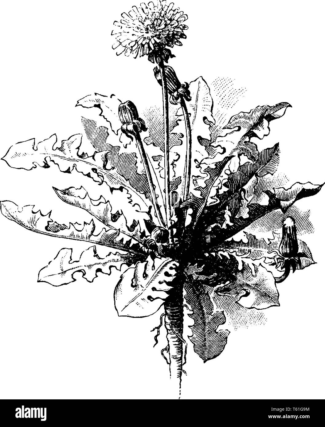 Une photo montre le pissenlit, communément connu sous le nom de Taraxacum. Il s'agit moins de la tige centrale. A la marge des feuilles dentées sur le bord, vintage ou dessin de ligne engra Illustration de Vecteur