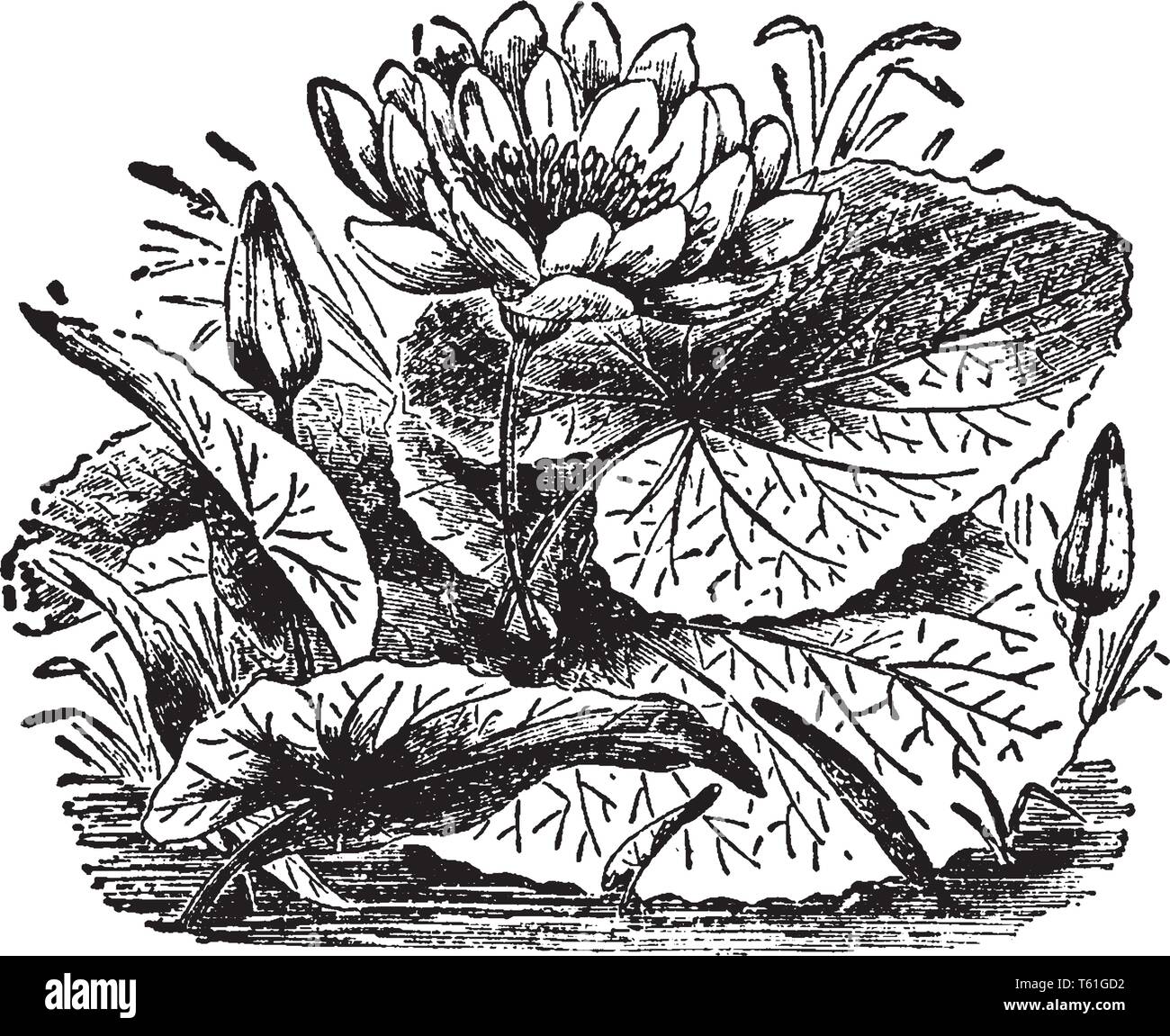 Nenuphar Egyptien Est Plante En Fleurs Il Est Egalement Connu Sous Le Nom De White Water Lily Egyptien Ses Feuilles Sont Larges Et Ronds Vintage Ou Dessin De Ligne Engravi Image Vectorielle Nenuphar Egyptien Est Plante En Fleurs Il Est Egalement Connu Sous Le Nom De White Water Lily Egyptien Ses Feuilles Sont Larges Et Ronds Vintage Ou Dessin De Ligne Engravi Image Vectorielle