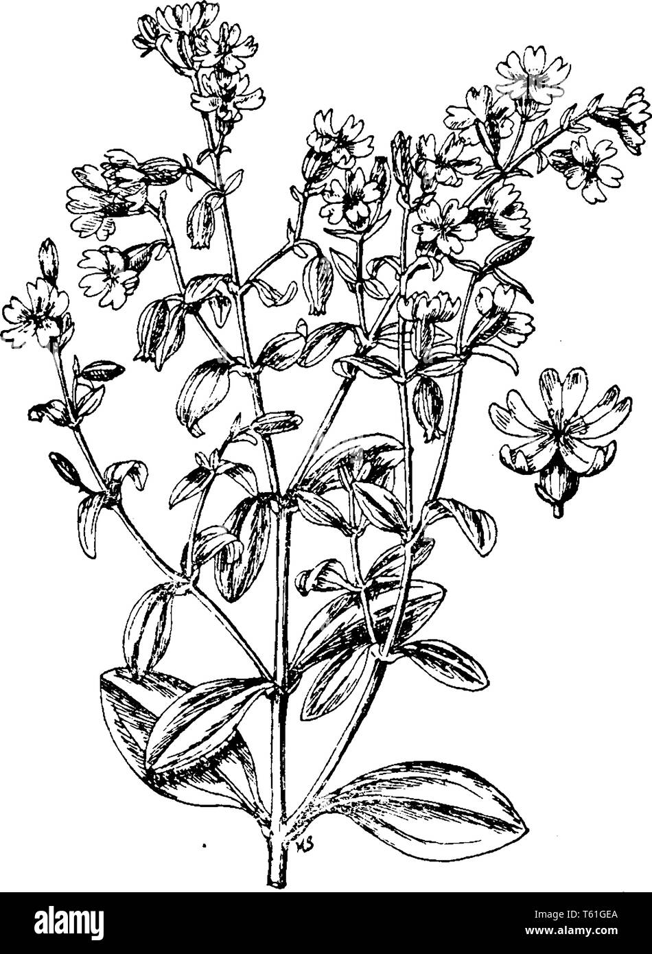 Photo montre Pendula Silene Fleur Plante. C'est un attrayant, ses magnifiques fleurs roses, dispersion de tiges feuillues, inflorescences racemelike avec axi Illustration de Vecteur