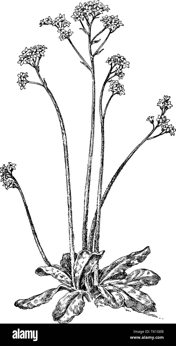 L'image montre le début de l'usine de saxifrage. Sur le haut de la plante, se compose de fleur. Elle est originaire d'Amérique du Nord, vintage ou dessin de ligne engravi Illustration de Vecteur