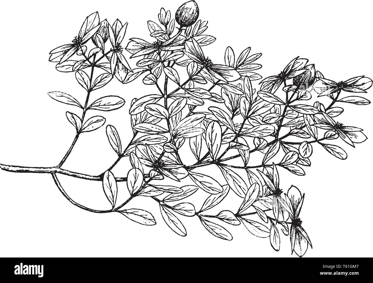 Ascyrum Hypericoides est connu sous le nom de croix de Saint-André. La fleur fleurit en été avec la lumière, couleur jaune vintage dessin ou gravure illustrati Illustration de Vecteur