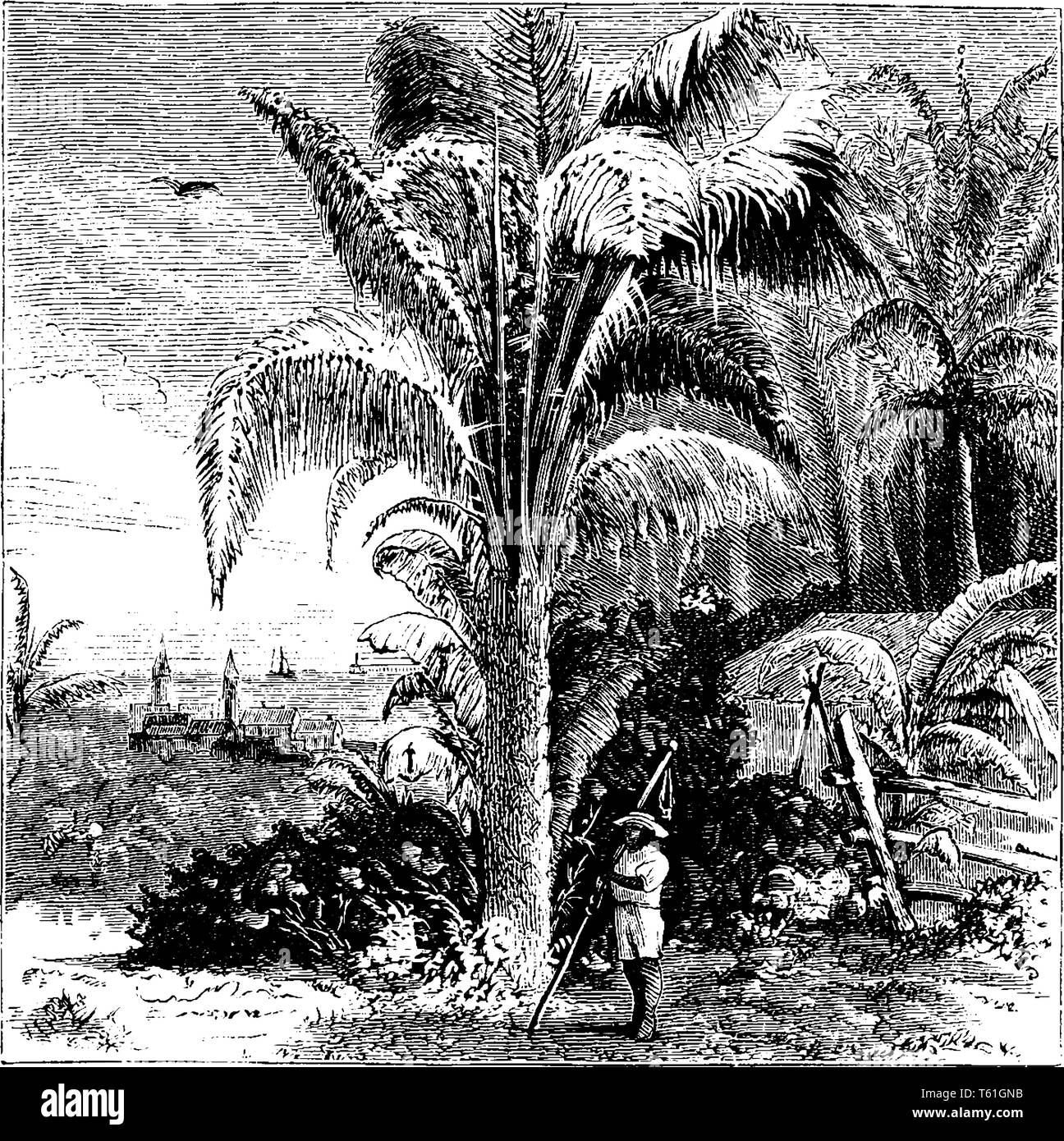 Il s'agit d'une image du dattier (Phoenix dactylifera). C'est un palmier appartenant au genre Phoenix, largement cultivée pour elle des fruits comestibles. C'est un média Illustration de Vecteur