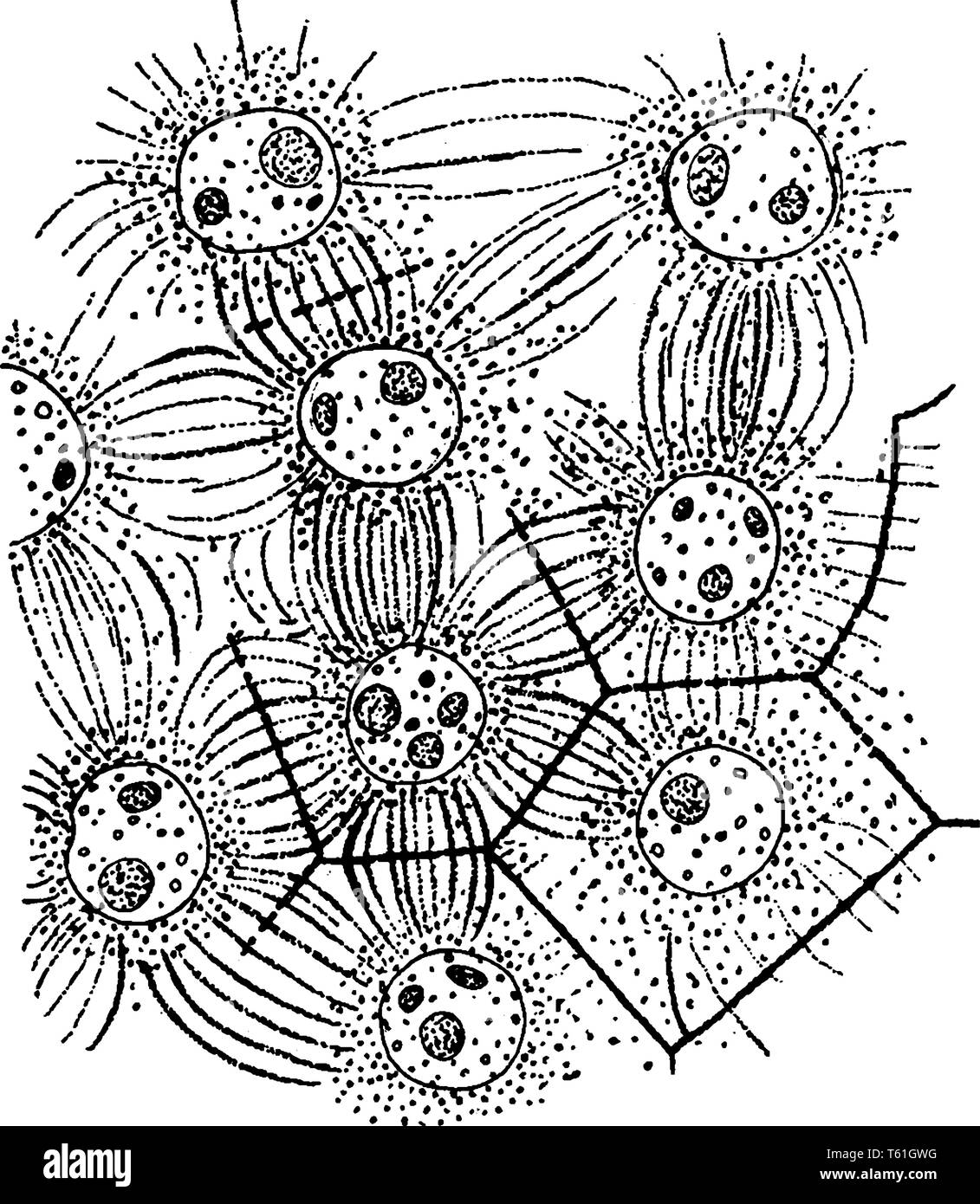 Un pictrue d'Eupatorium Cell montrant la formation de l'albumen, dans l'embryon-sac d'Agrimonia Eupatorium, vintage dessin ou gravure illustrat Illustration de Vecteur