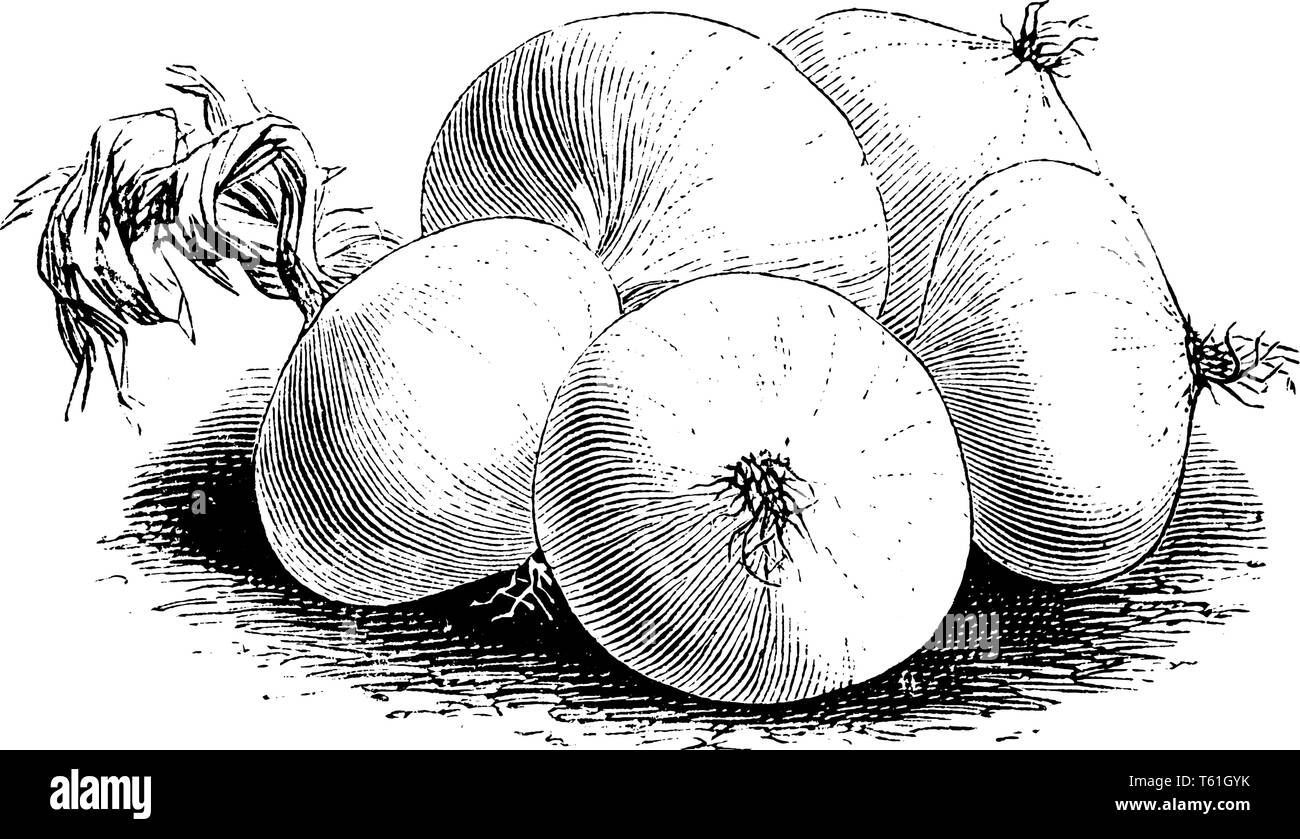 L'Oignon De Naples dispose d'un arrondies, les bulbes de printemps, sur l'oignon, en forme de fines racines sont sur l'oignon, vintage dessin ou gravure illustration. Illustration de Vecteur