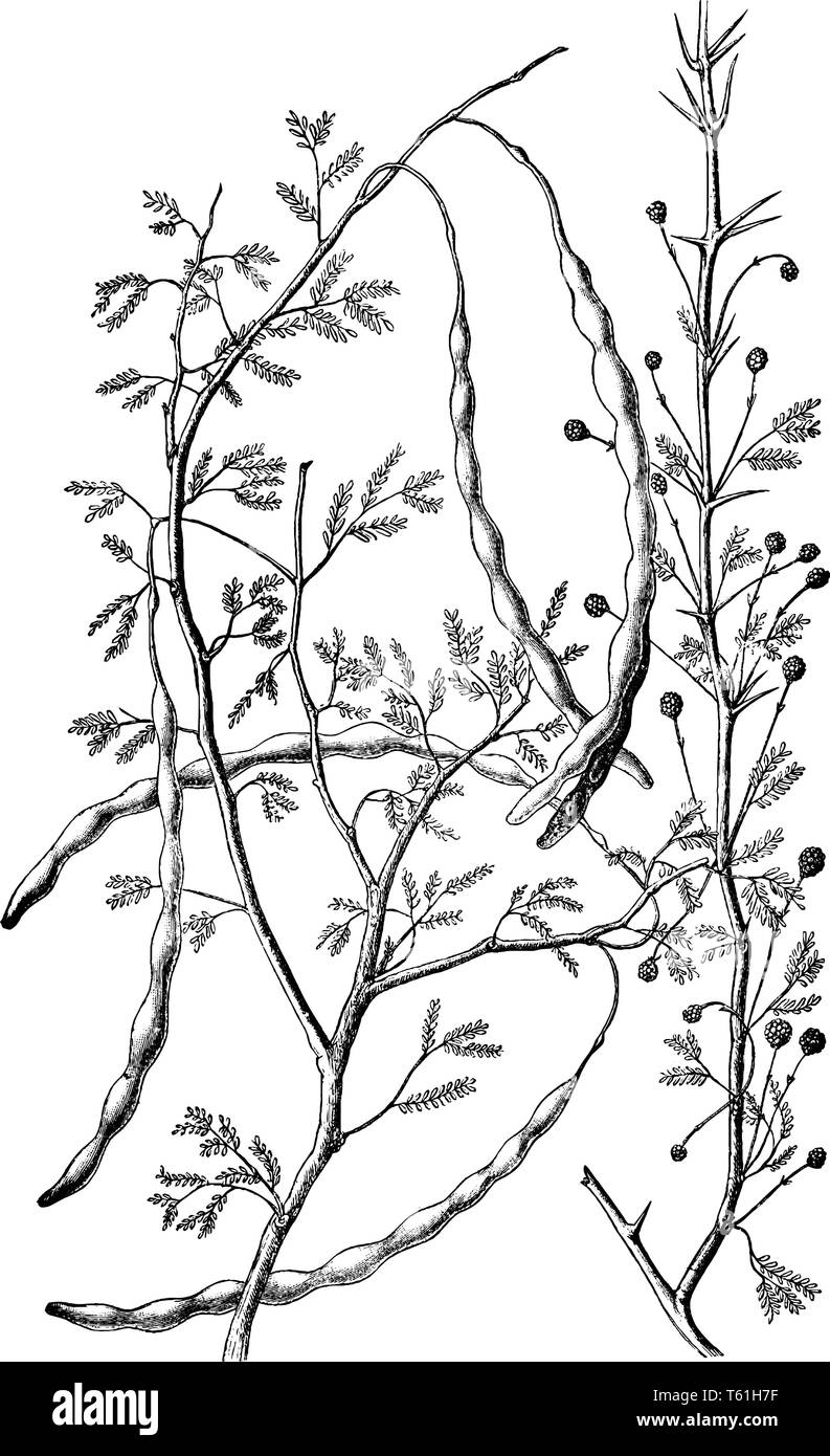 C'est un acacia, ses feuilles sont rares dans la taille, les fleurs se sont développées sur la branche, et l'arbre a des gousses, de taille moyenne ou d'une gravure de dessin Ligne vintage Illustration de Vecteur