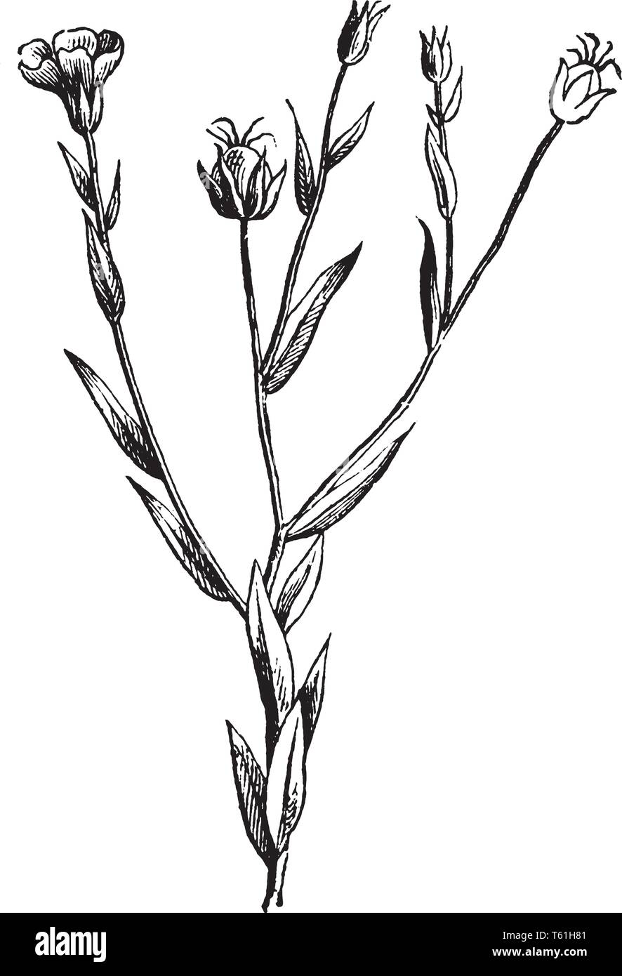 Une photo montrant le lin, il est également connu sous le nom de lin. Il appartient à la famille Linaceae. C'est une plante d'ornement et il cultivé pour son huile. Des fibres de lin Illustration de Vecteur