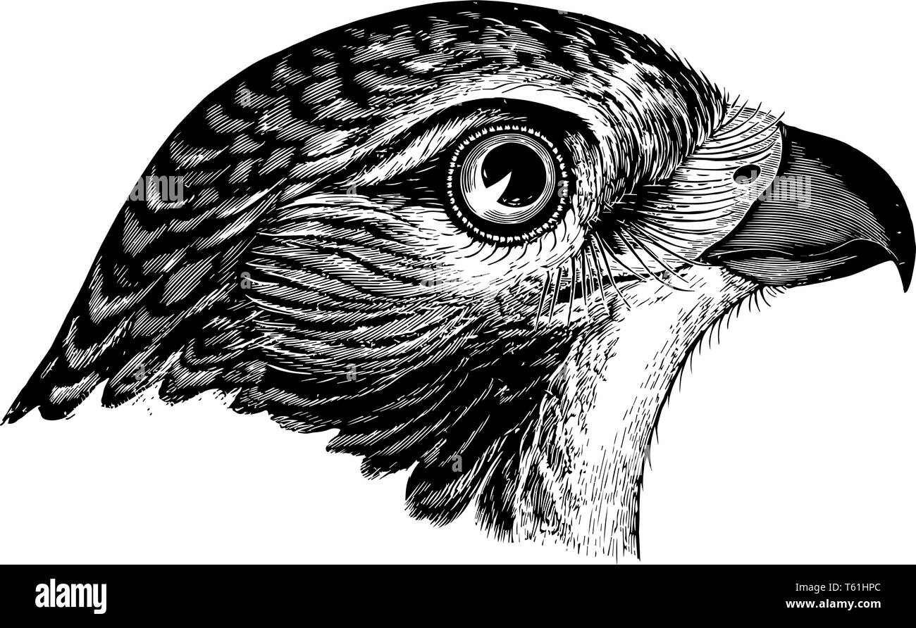 Cerf rouge où la queue est Buzzard blanchâtre nacré avec une teinte rougeâtre vintage dessin ou gravure illustration. Illustration de Vecteur