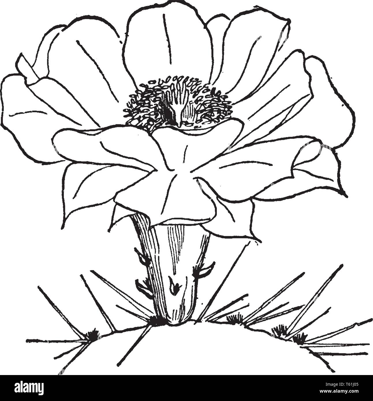 Une photo montrant l'Opuntia fleur qui est en forme de roue et largement répandue, vintage dessin ou gravure illustration. Illustration de Vecteur