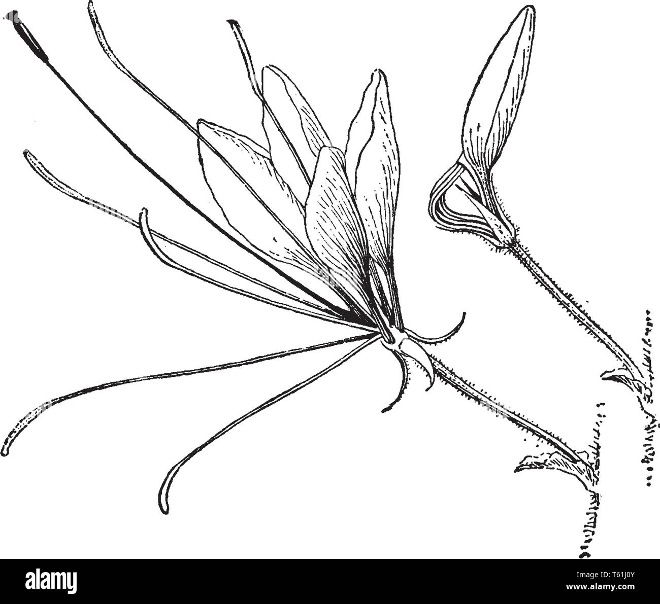 Cleome Spinosa communément appelée fleur araignée, les feuilles sont palmately compound, avec cinq ou sept folioles, les fleurs sont violet, rose, ou blanc Illustration de Vecteur