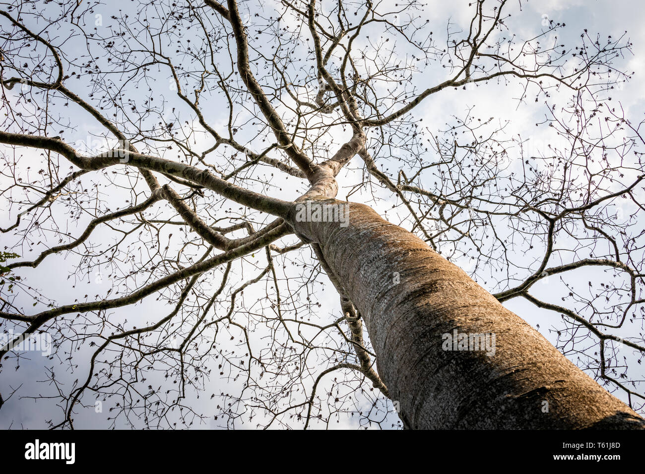 Grand vieil arbre dans les forêts tropicales sans feuille sur les branches en expansion qui tombe d'rainless en été. Banque D'Images