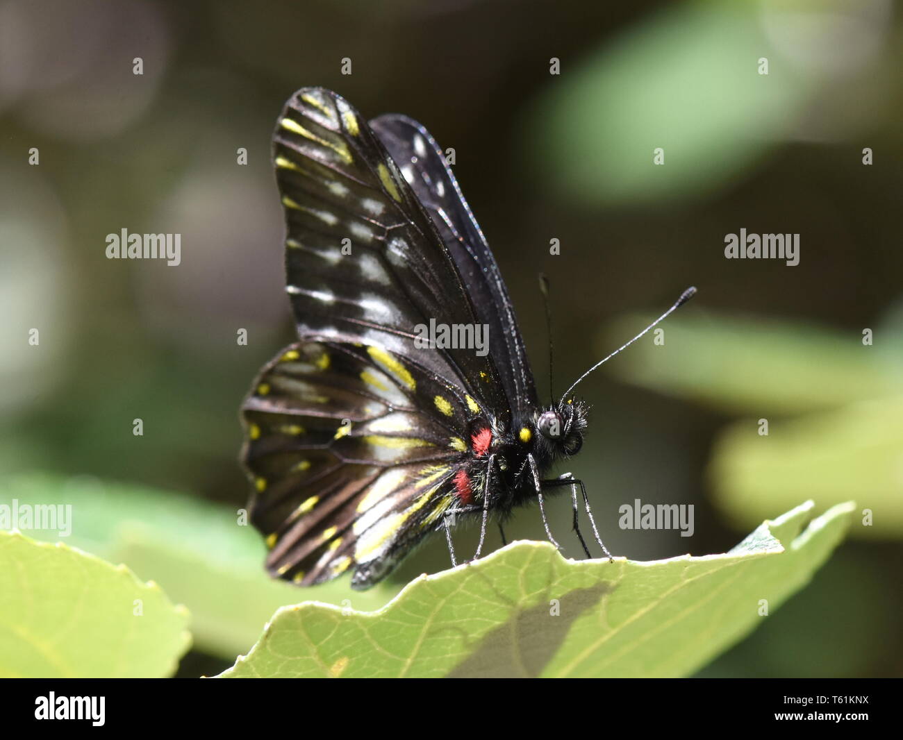 Le papillon coloré Catasticta prioneris assis sur une feuille Banque D'Images